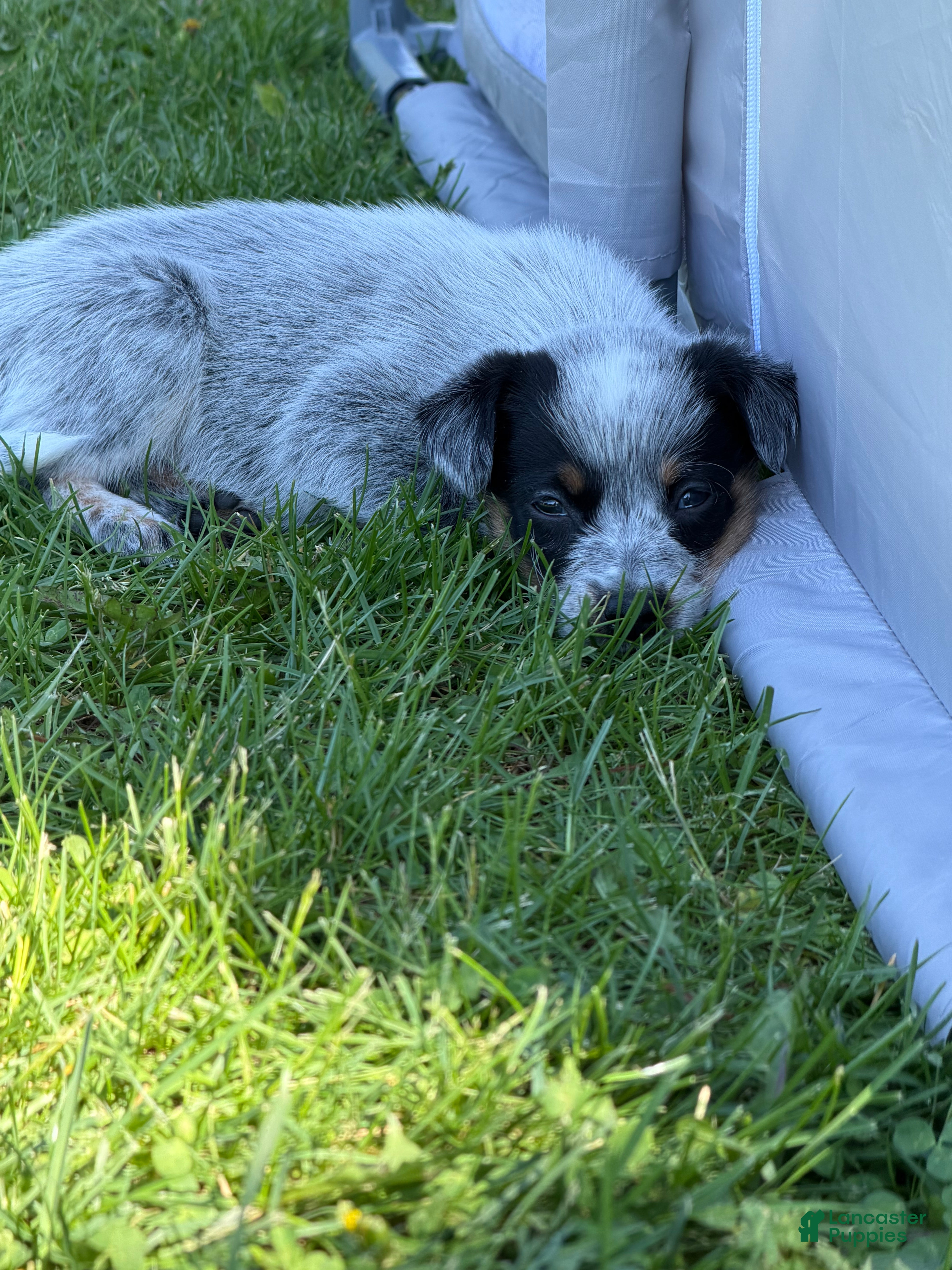 Australian Cattle Dog dogs Australian Cattle Dog Puppy 1 - Ad 4