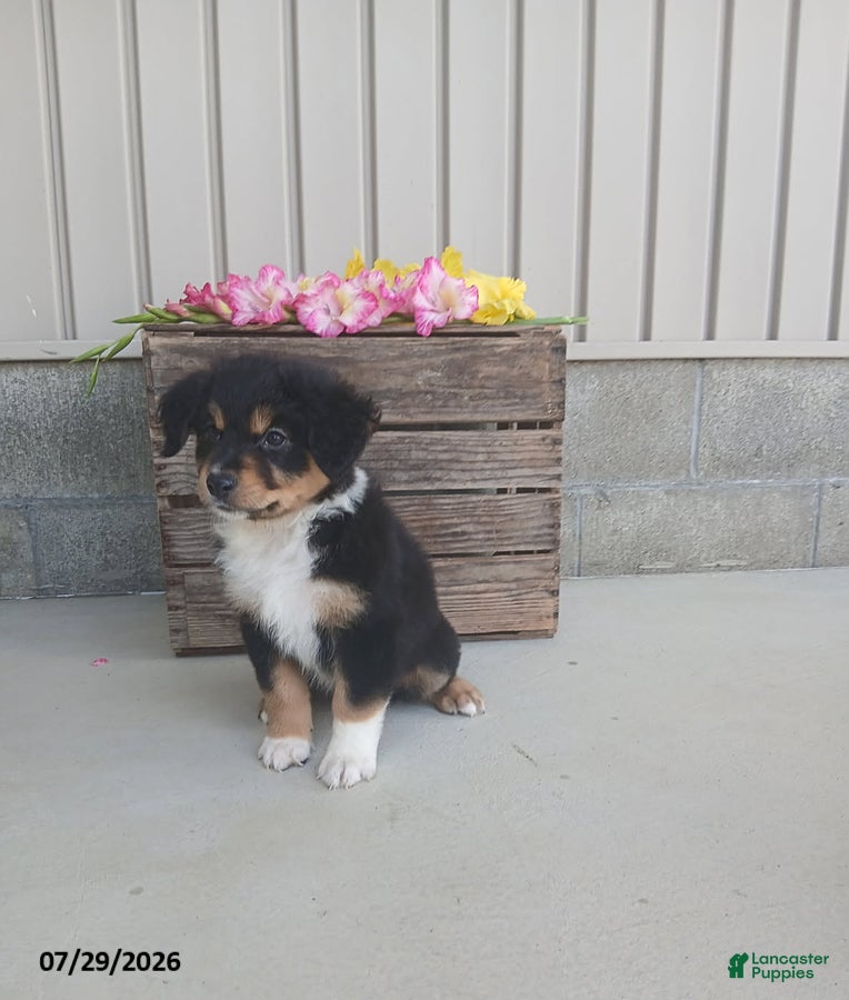 Australian Shepherd dogs Kiley - Ad 7