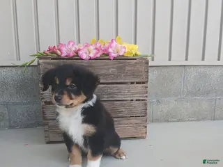 Australian Shepherd dogs Kiley - Ad 7