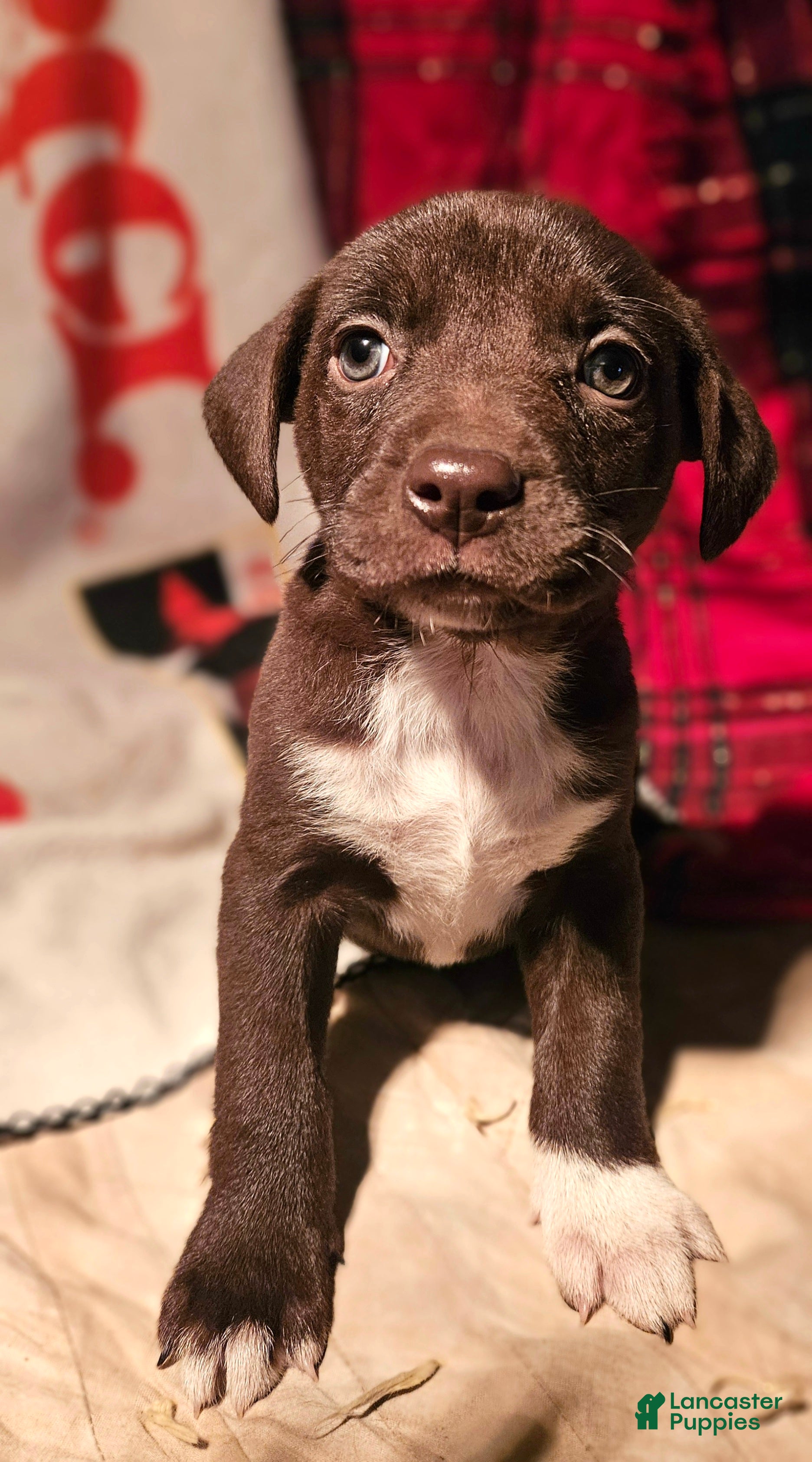 Border Collie dogs Hook - Ad 17