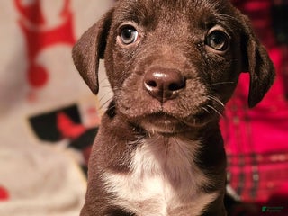 Border Collie dogs Hook - Ad 17