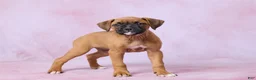 Boxer dogs for sale: Tammy - Ad 4