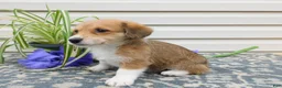 Corgipoo dogs for sale: Lexi - Ad 2