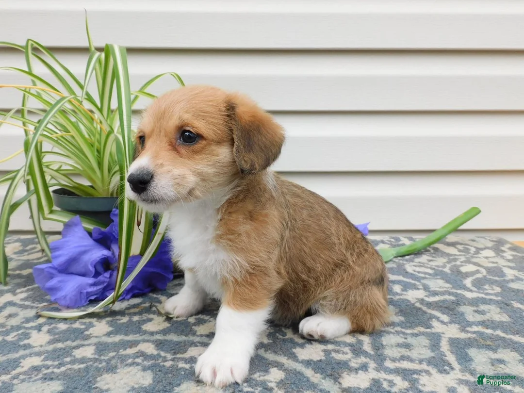 Corgipoo dogs for sale: Lexi - Ad 2