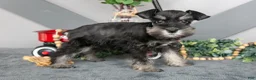 Miniature Schnauzer dogs for sale: Spice - Ad 3