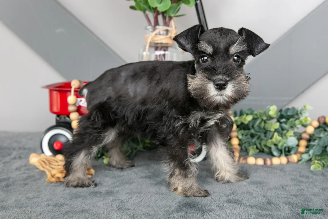 Miniature Schnauzer dogs for sale: Spice - Ad 3