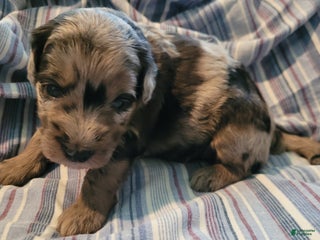 Mixed Breed dogs - Ad 24