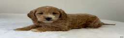 Mini Goldendoodle dogs for sale: Sadie - Ad 11