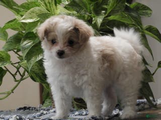 Pomapoo dogs Kenya - Ad 2