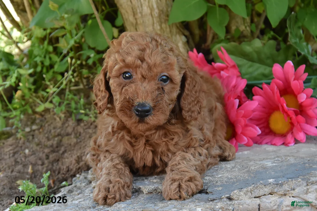 Miniature Poodle dogs for sale: Jeff - Ad 2