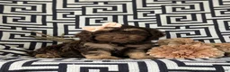 Cockapoo dogs for sale: Anika - Ad 3