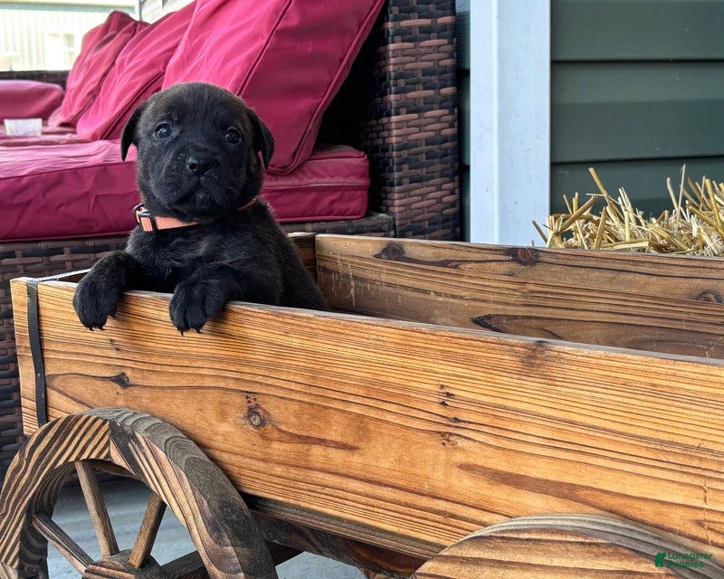 Mixed Breed dogs Orange - Ad 28