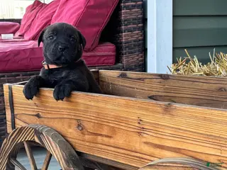 Mixed Breed dogs Orange - Ad 21