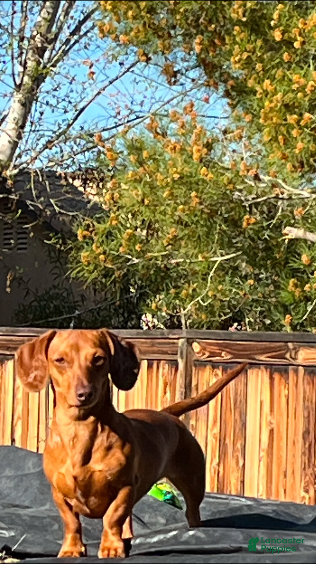 Dachshund dogs for sale: Dachshund Puppy 1 - Ad 10