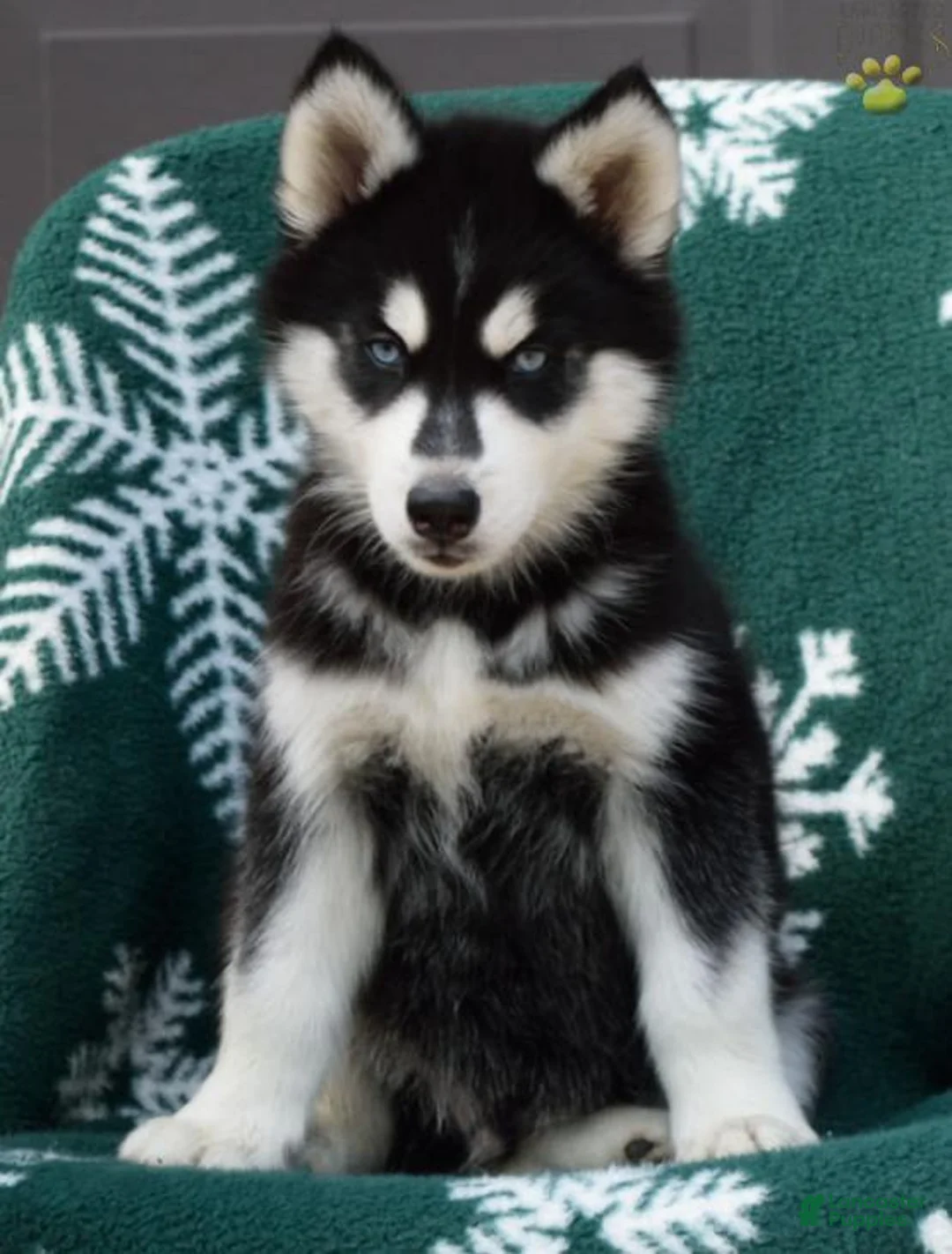 Gallery Image {{count}}