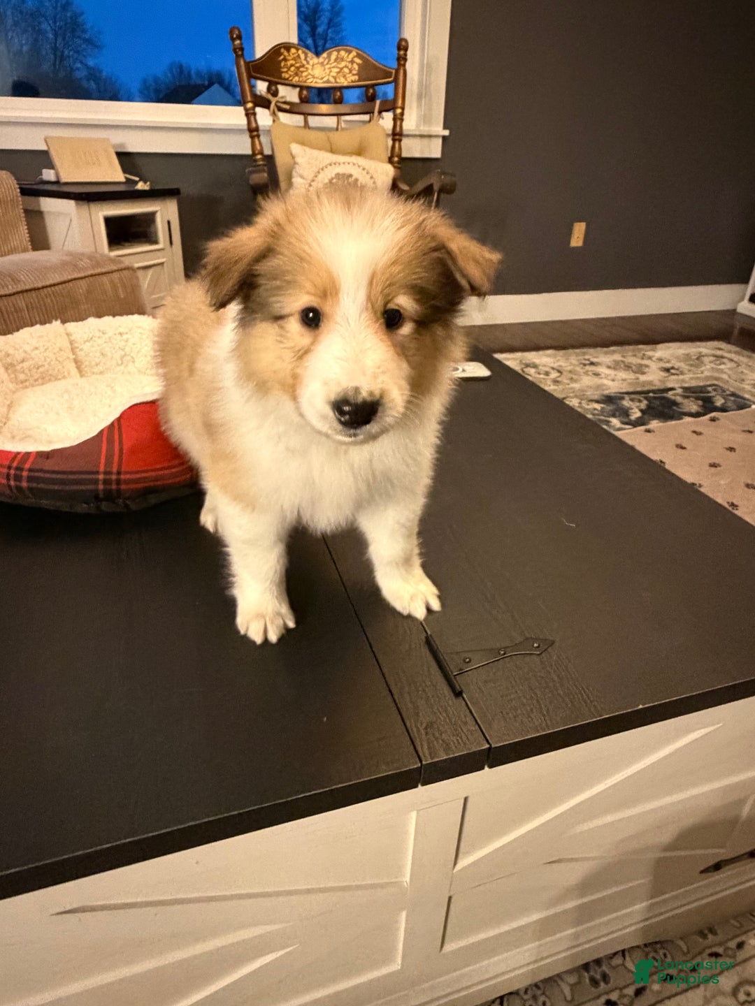 Collie dogs for sale: Collie Puppy 7 - Ad 22