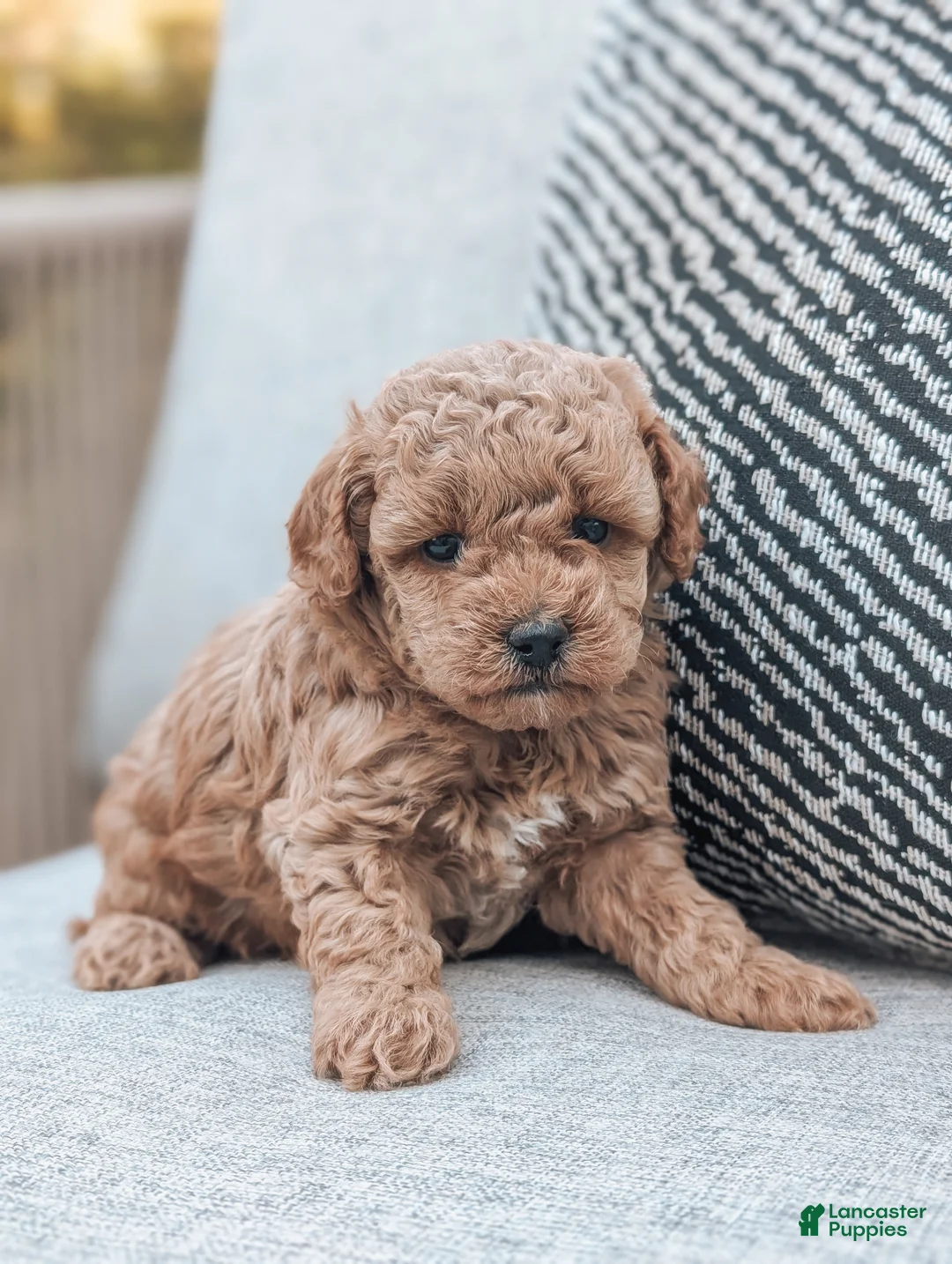Bichpoo dogs for sale: Tammy - Ad 2
