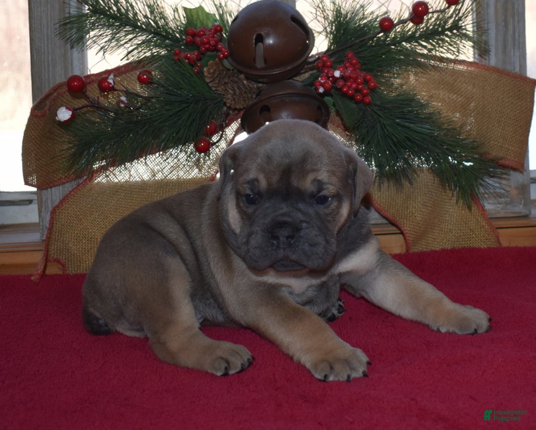 Olde English Bulldogge dogs for sale: Olde English Bulldogge Nugget - Ad 1