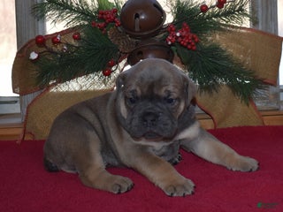 Olde English Bulldogge dogs Olde English Bulldogge Nugget - Ad 21