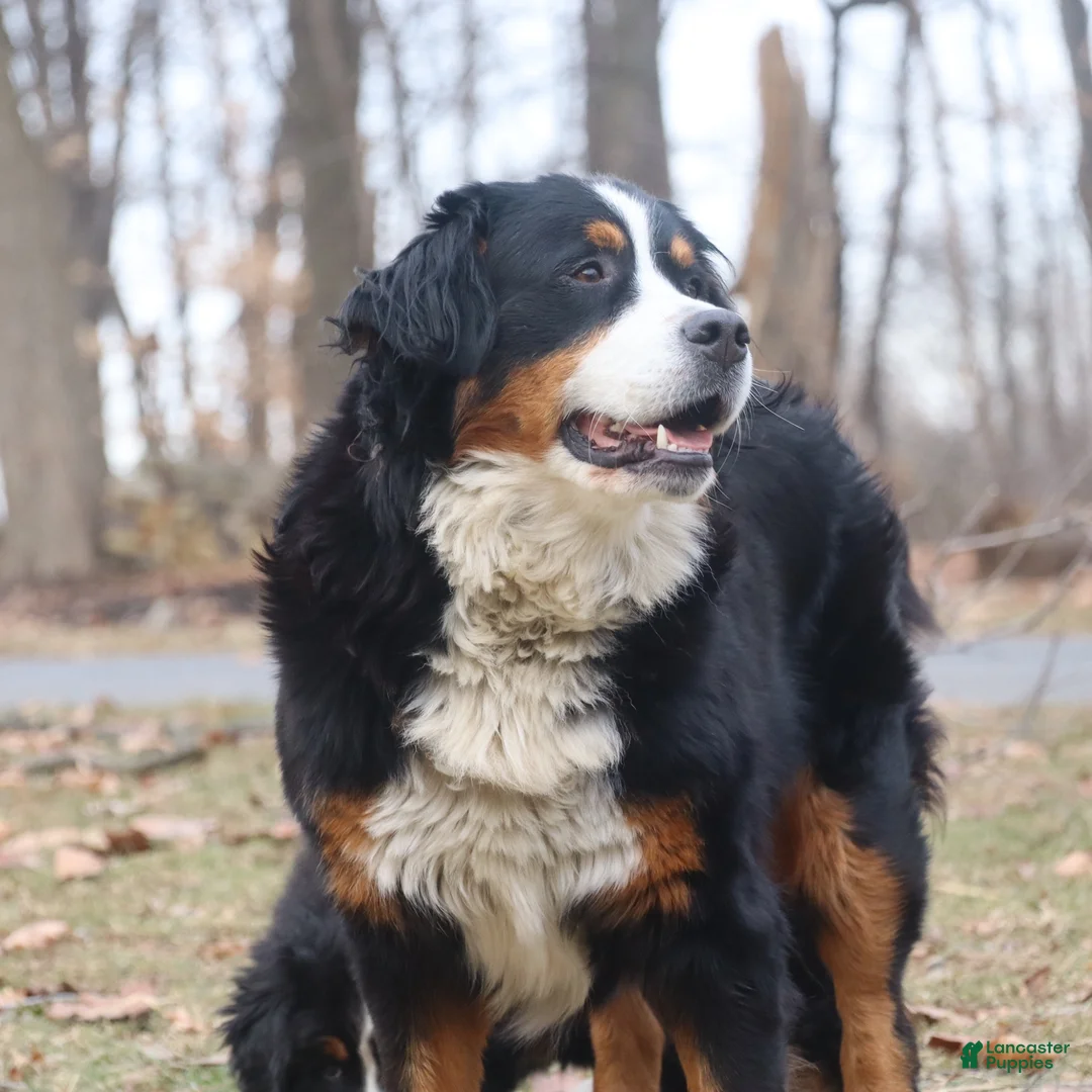 Bernese Mountain Dog dogs for sale: Bernese Mountain Dog 4 - Ad 2
