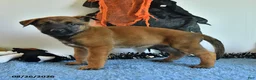 Belgian Malinois dogs for sale: Sevenis - Ad 9