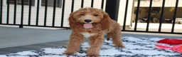 Cavapoo dogs for sale: Lenny  - Ad 9