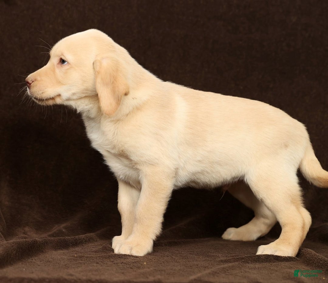 Labrador Retriever dogs for sale: Jase - Ad 3