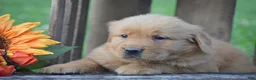 Golden Retriever dogs for sale: Prescott - Ad 3