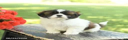 Shih Tzu dogs for sale: Lucy - Ad 5