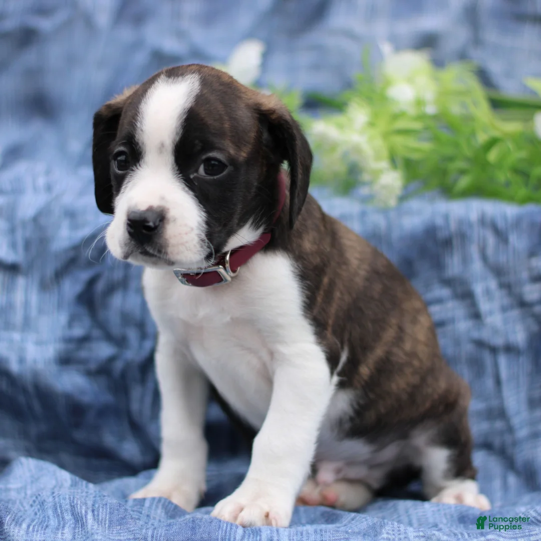 Mixed Breed dogs for sale: Kobe  - Ad 1