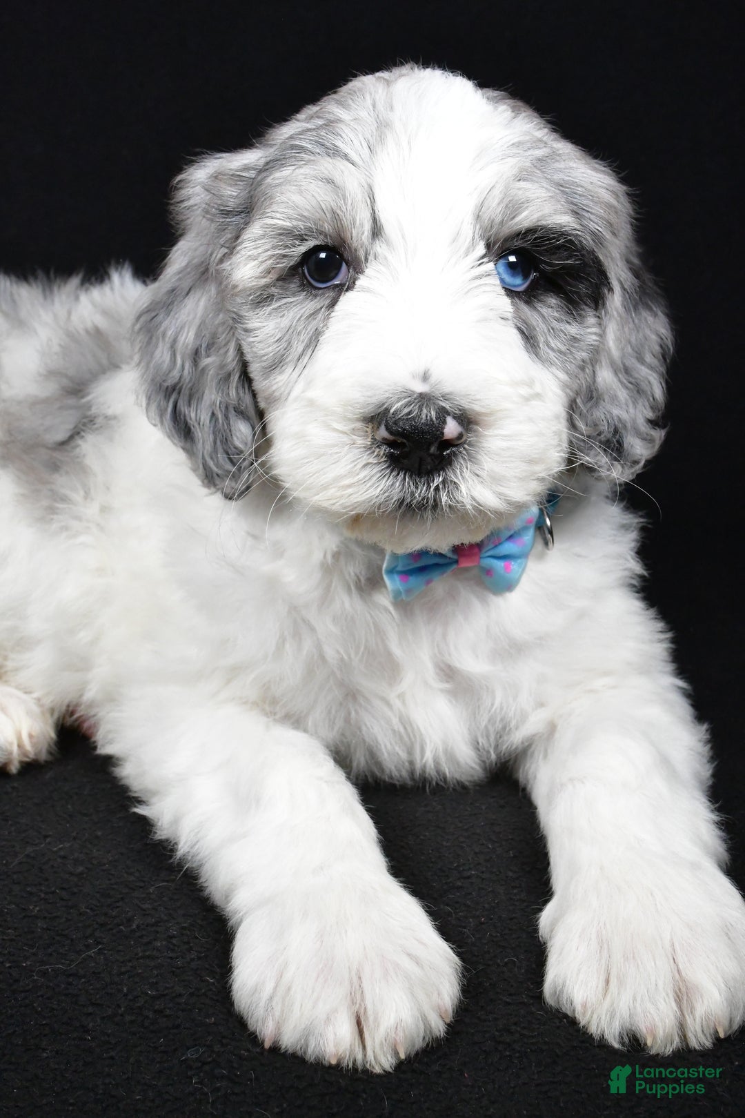 Sheepadoodle dogs for sale: Myles - Ad 5