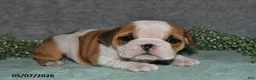 English Bulldog dogs for sale: Jesenia - Ad 4