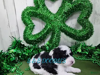 Mini Bernedoodle dogs F1b Hardy - Ad 22