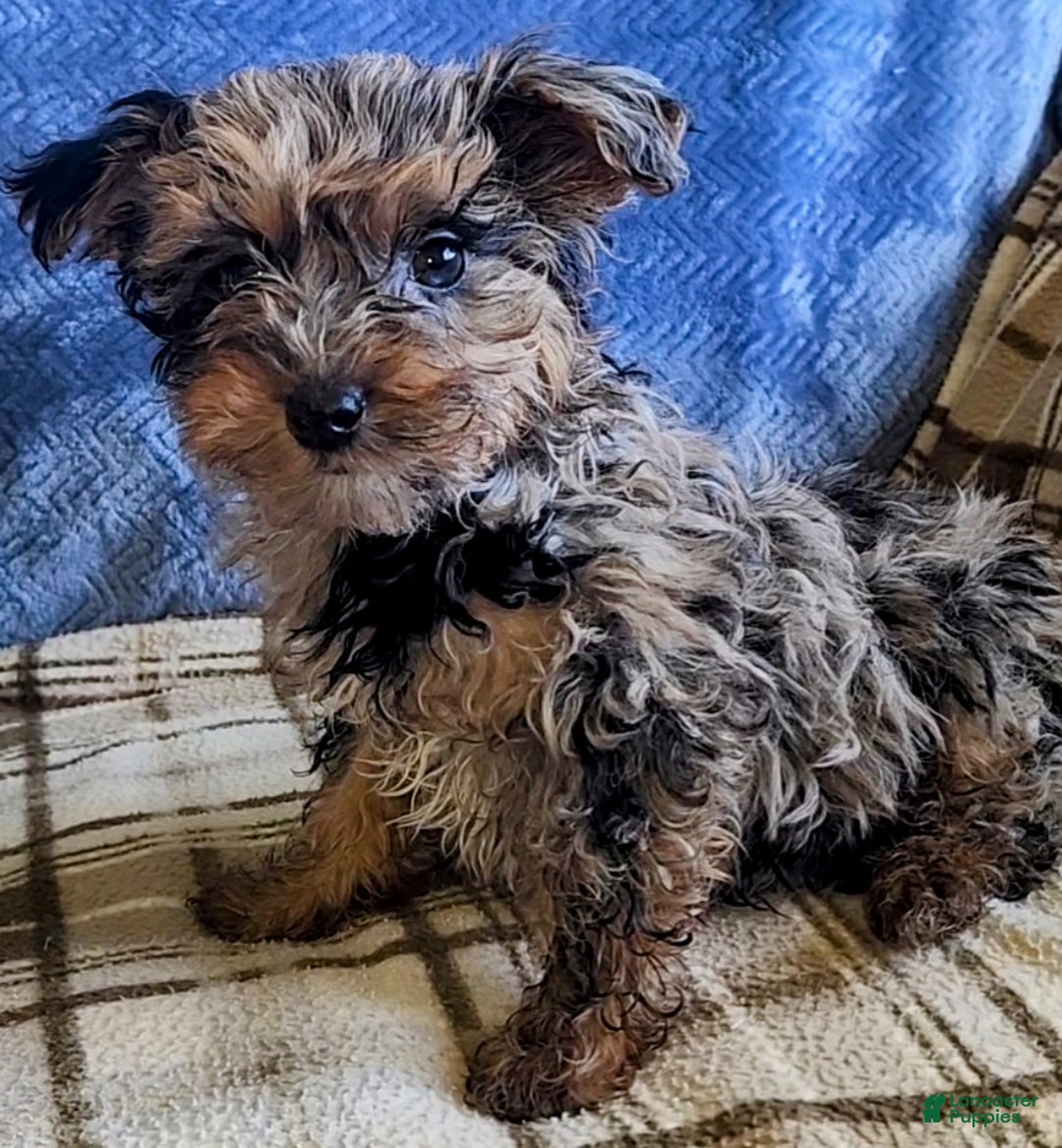 Yorkiepoo dogs for sale: Pixie - Ad 1