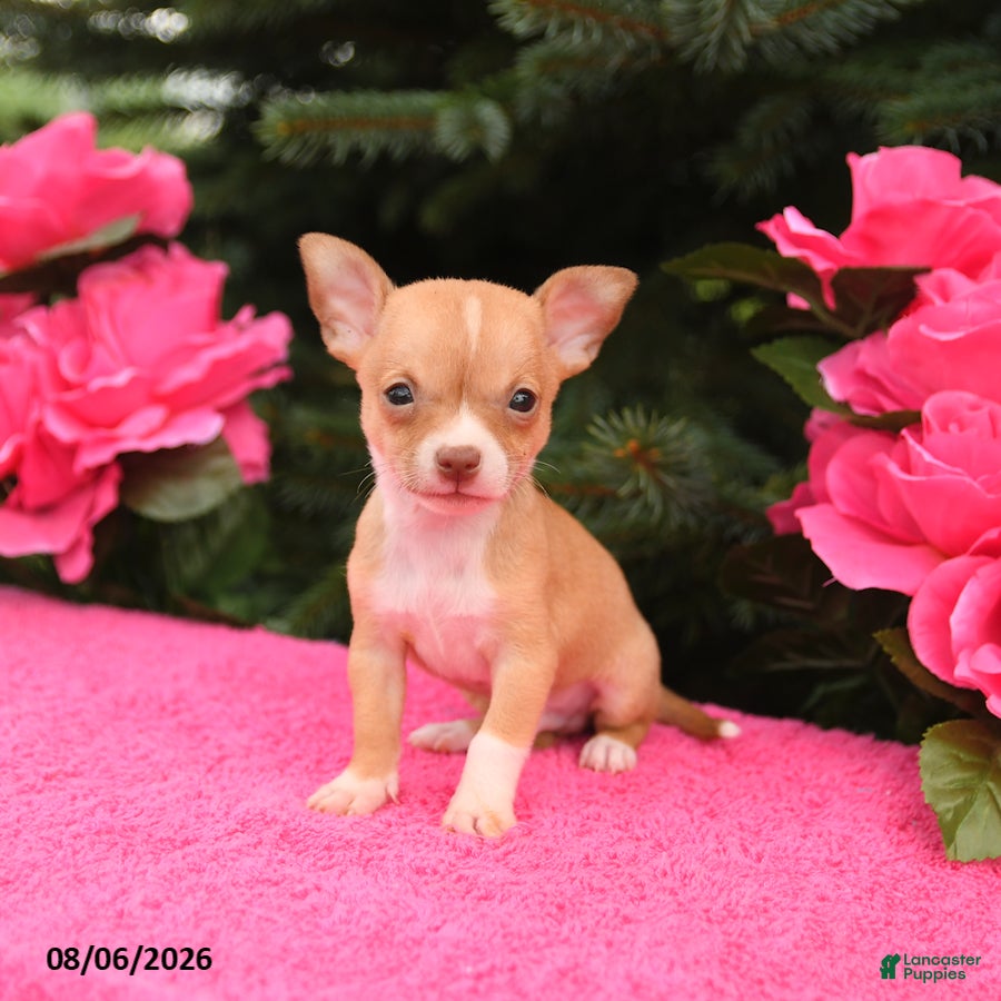 Chihuahua dogs Twix - Ad 1