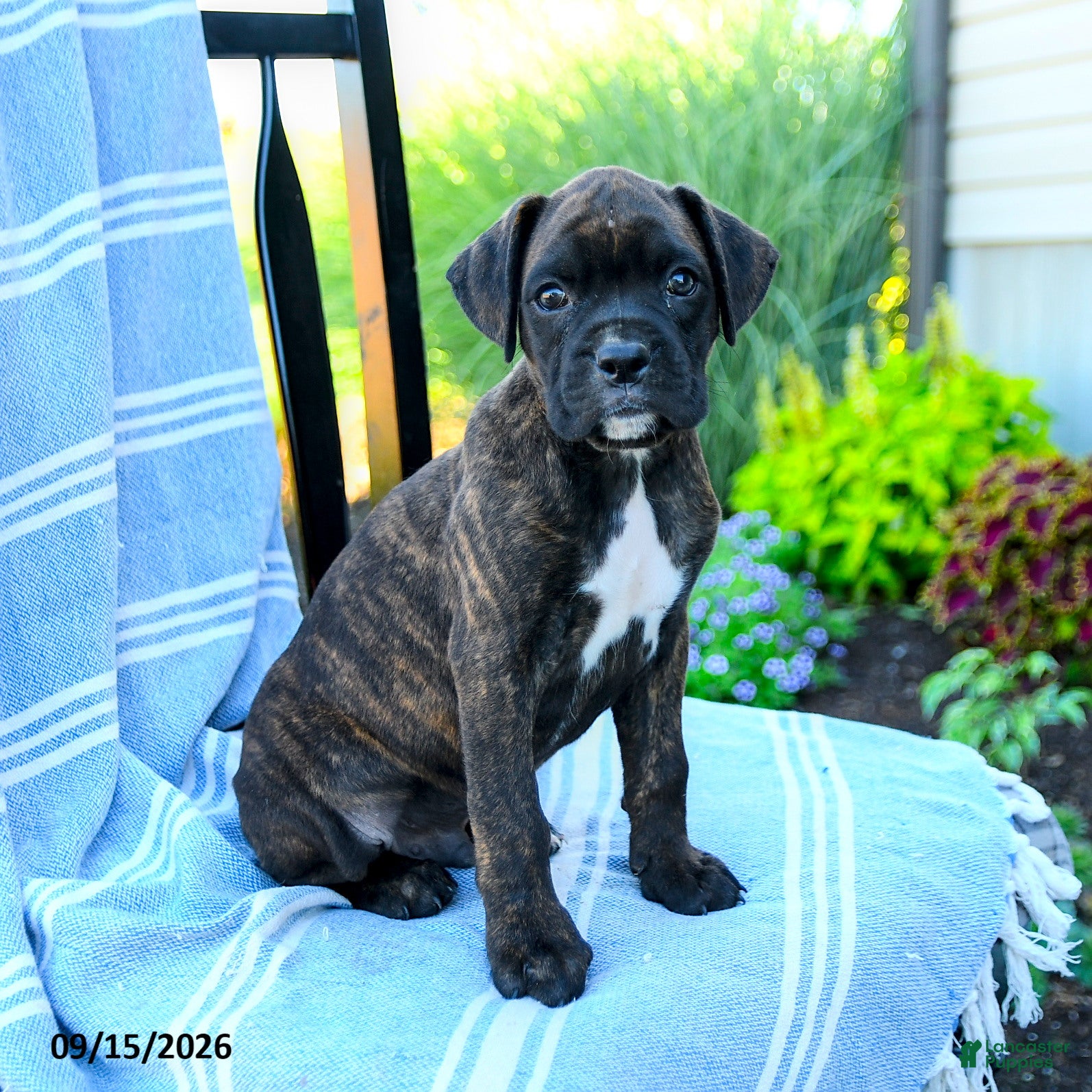 Boxer dogs Owen - Ad 1
