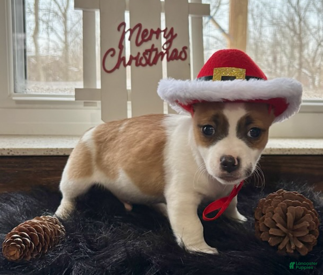 Jack Russell Terrier dogs for sale: Charlie - Ad 2