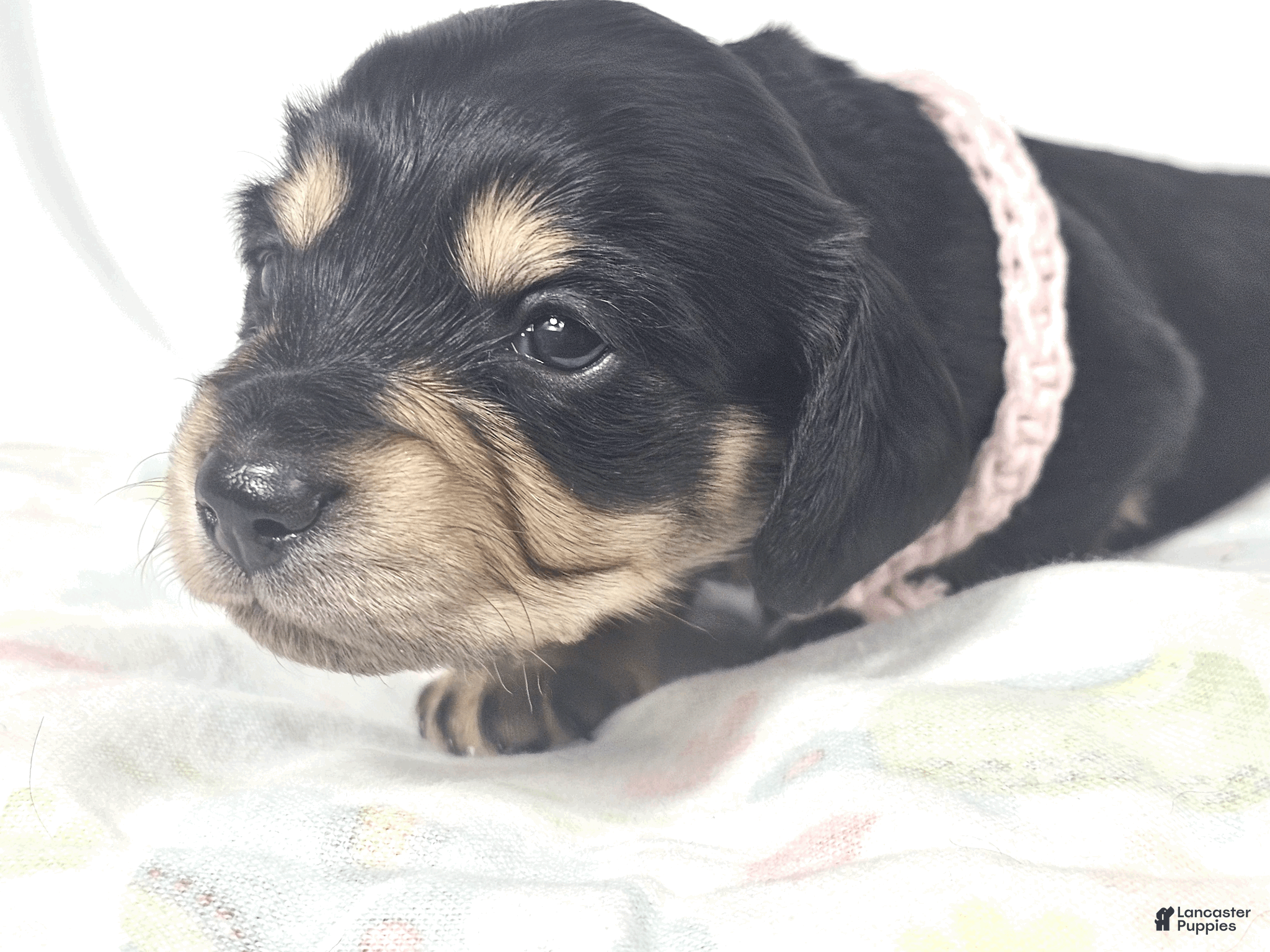 Miniature Dachshund dogs Bun - Ad 2