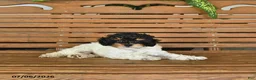 Mixed Breed dogs for sale: Harvey - Ad 4