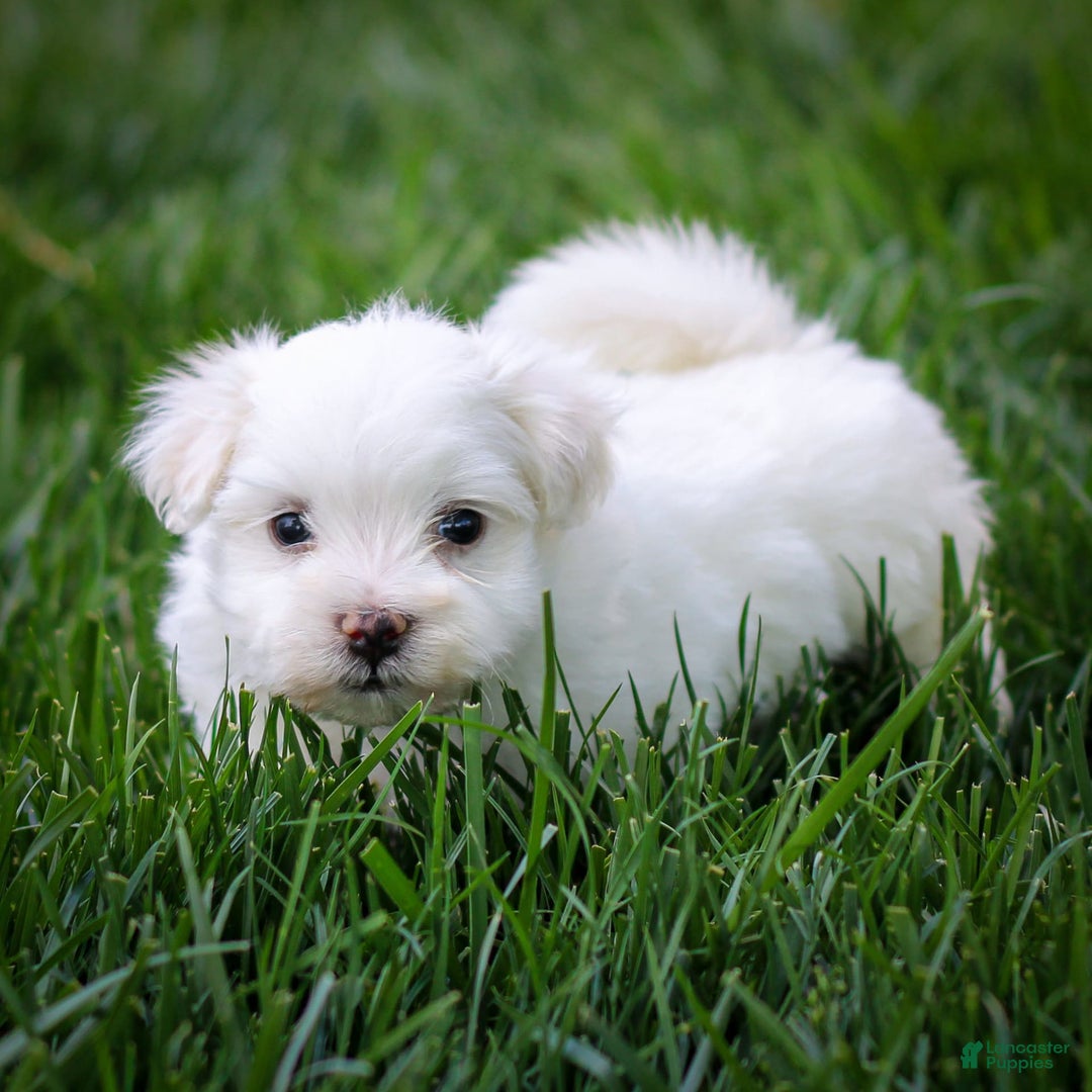 Maltese dogs for sale: Sterling - Ad 17