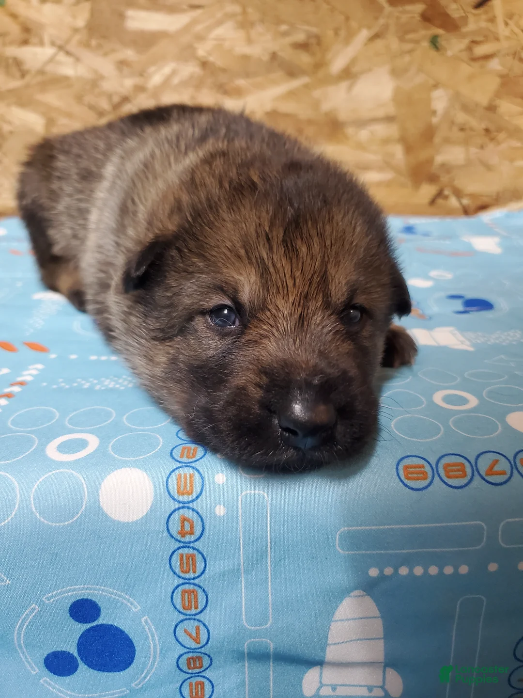 Mixed Breed dogs for sale: Thor - Ad 1