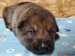 Mixed Breed dogs for sale: Thor - Ad 1