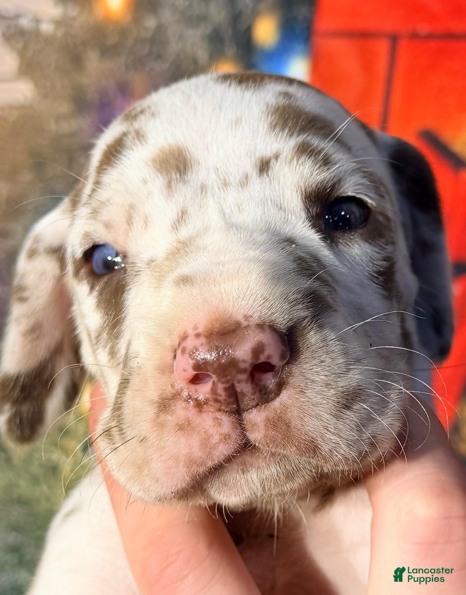 Great Dane dogs Vance - Chocolate Harlequin - Ad 21