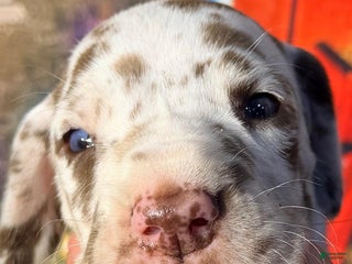 Great Dane dogs Vance - Chocolate Harlequin - Ad 38