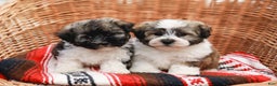 Havanese dogs for sale: Maggie AKC - Ad 13
