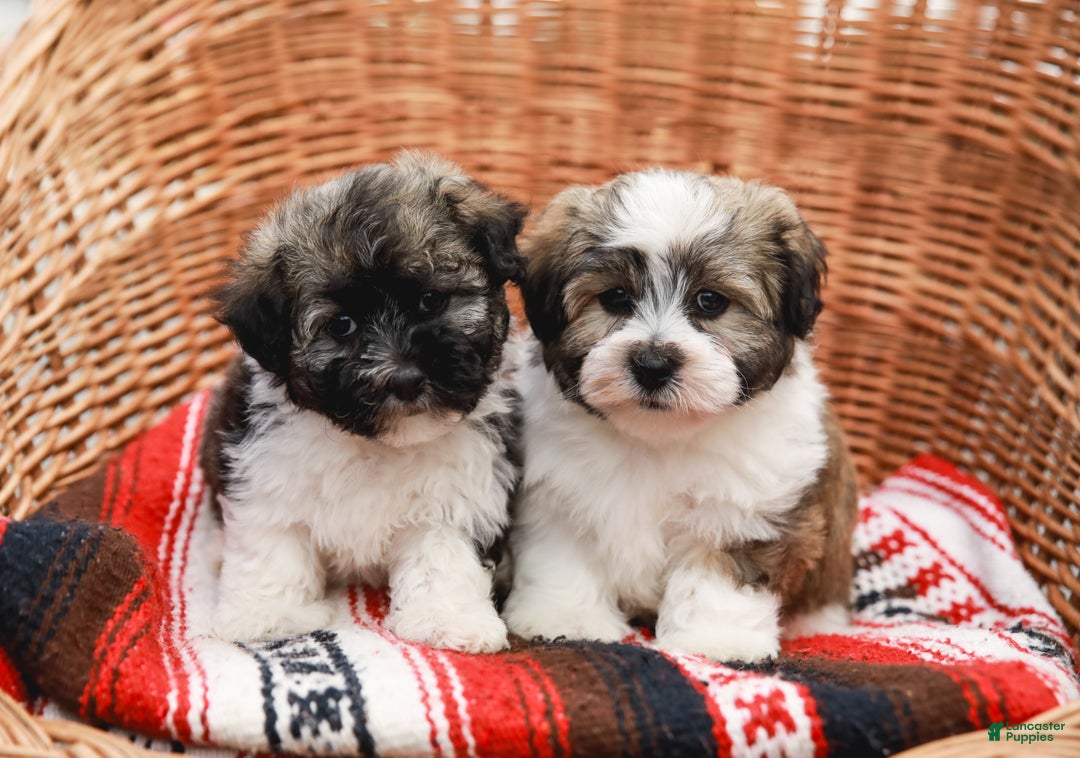 Havanese dogs for sale: Maggie AKC - Ad 13
