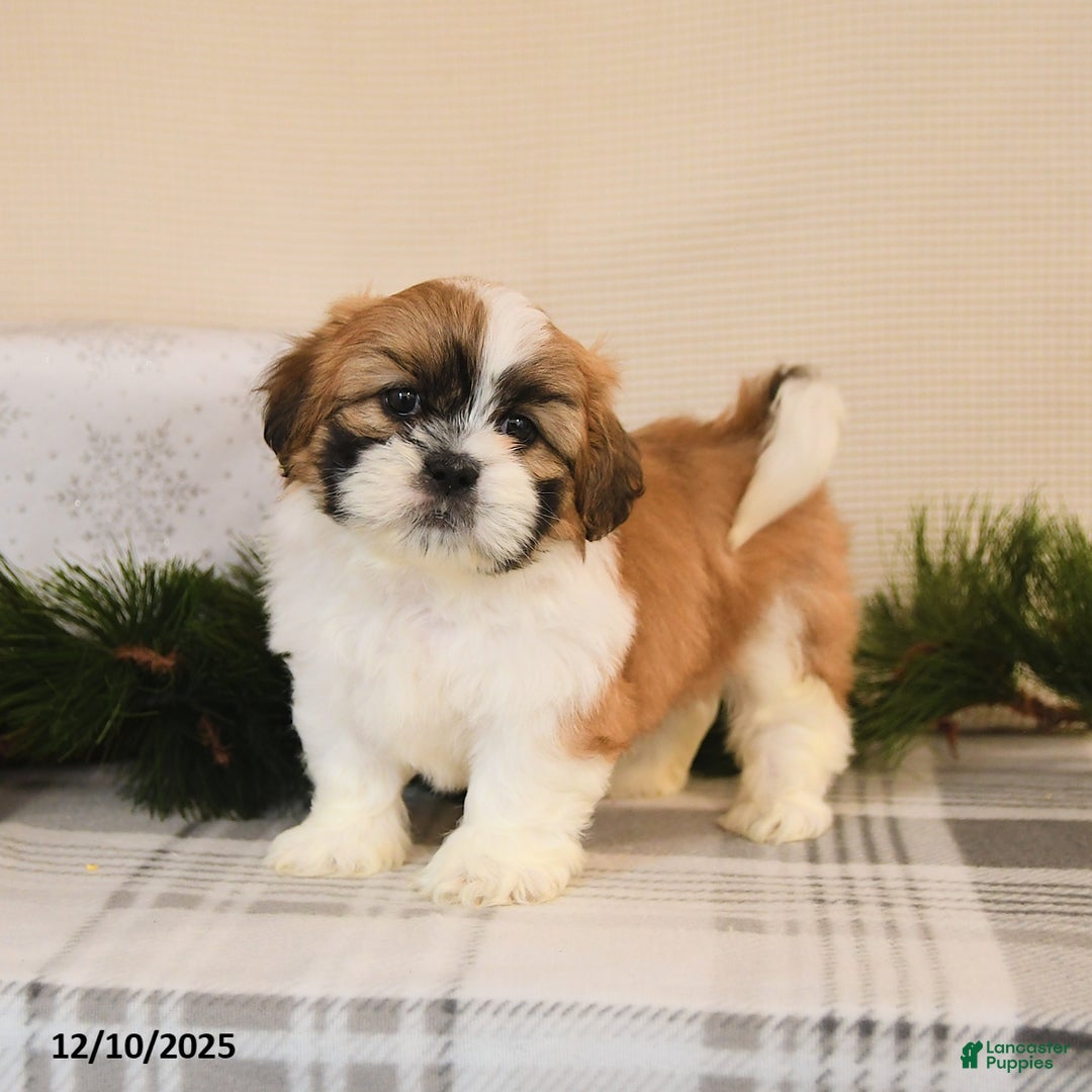 Shih Tzu dogs for sale: Leo - Ad 1