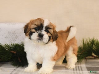 Shih Tzu dogs Leo - Ad 31