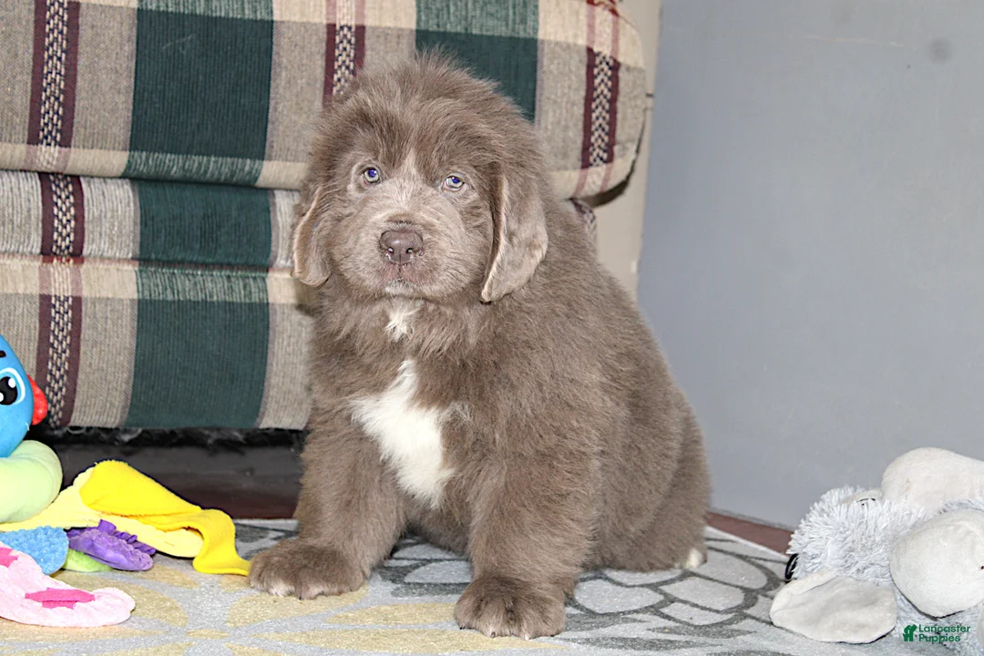 Newfoundland dogs for sale: OFA, AKC, CH Ariel - Ad 6