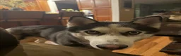 Siberian Husky dogs for sale: storm(girl) - Ad 4